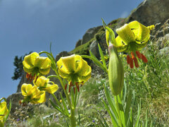 Lilium pyrenaicum