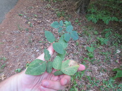 Desmodium ochroleucum