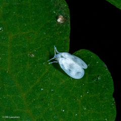 Aleyrodes proletella