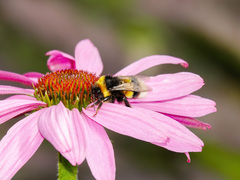 Bombus