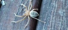 Olios