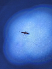 Ozophora picturata