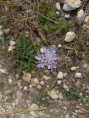 Scabiosa columbaria