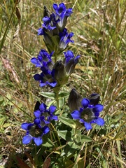 Gentiana parryi