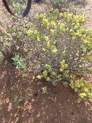 Tetragonia fruticosa