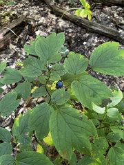 Caulophyllum thalictroides