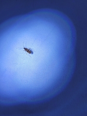 Ozophora picturata