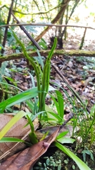 Elaphoglossum glabellum
