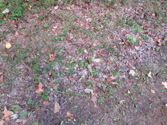 Desmodium ochroleucum