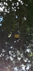 Gasteracantha cancriformis
