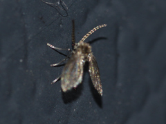 Psychodinae