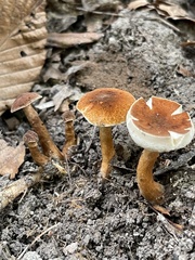 Gyroporus