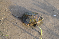 Emys orbicularis