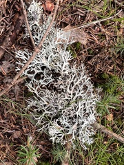 Pseudevernia consocians