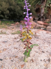 Lachenalia mutabilis