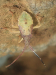 Gonocerus acuteangulatus