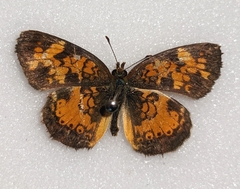 Phyciodes cocyta