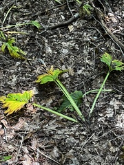 Symplocarpus foetidus