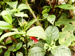 Gesneriaceae