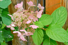 Hydrangea paniculata