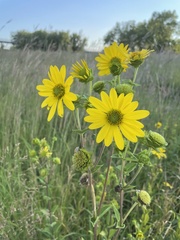 Silphium integrifolium