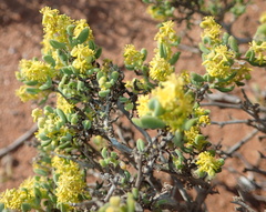 Tetragonia fruticosa