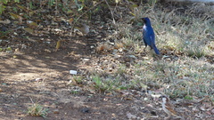 Lamprotornis chalybaeus