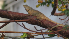 Calotes versicolor