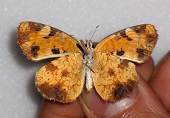 Phyciodes cocyta