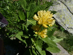 Gentiana burseri