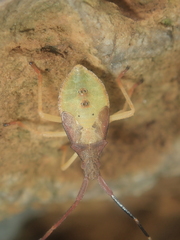 Gonocerus acuteangulatus