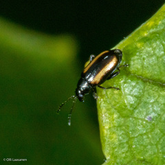 Phyllotreta