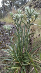 Eryngium proteiflorum