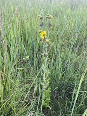 Silphium integrifolium