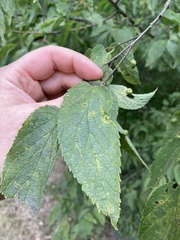Pachypsylla