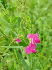 Lathyrus tuberosus