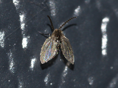 Psychodinae