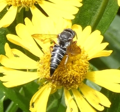 Coelioxys