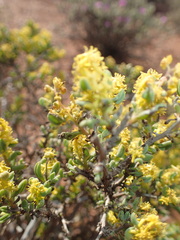 Tetragonia fruticosa