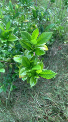 Gardenia jasminoides