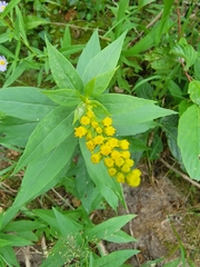 Solidago missouriensis