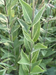 Silphium integrifolium