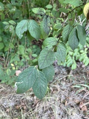 Agromyza aristata