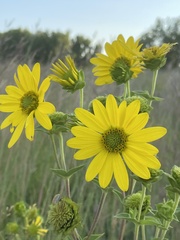 Silphium integrifolium