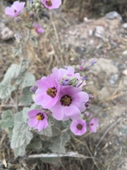 Sphaeralcea brevipes