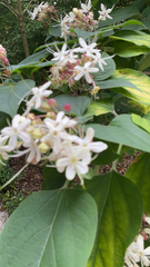 Clerodendrum trichotomum