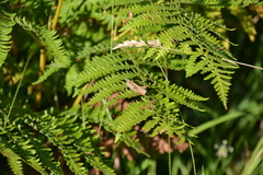 Gomphocerippus rufus