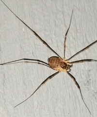 Mitopus morio