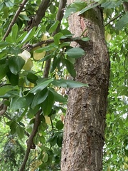 Euonymus fortunei