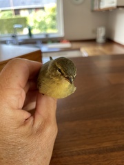 Phylloscopus collybita